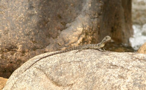 Lizard animal australia