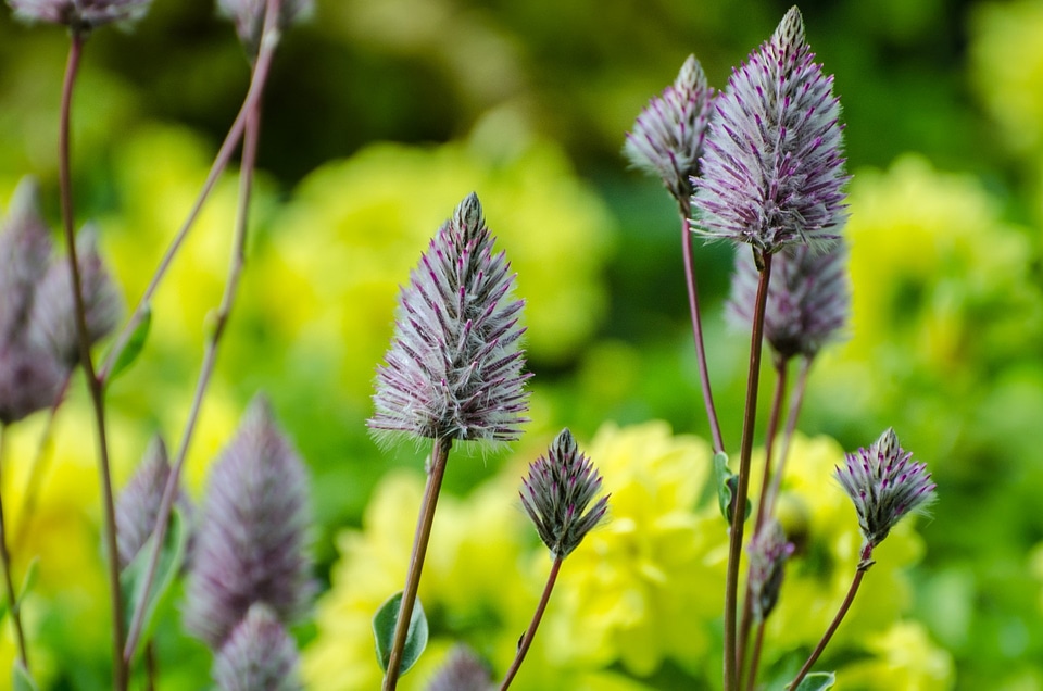 Botanic floral nature
