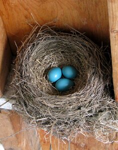 Nesting box eggs robin blue photo
