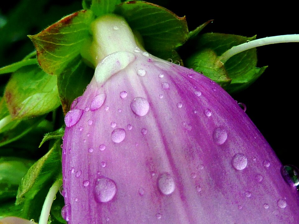 Blossom bloom petite bellflower photo