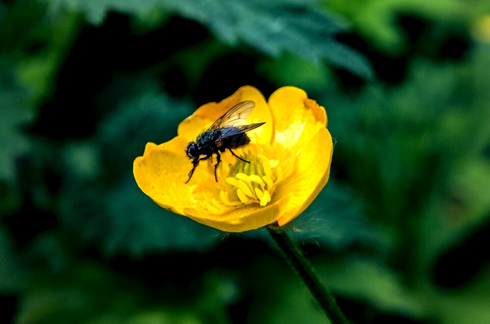 Summer outdoors bloom