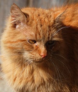 Red domestic cat close up photo