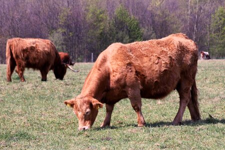 Horns highland beef shaggy