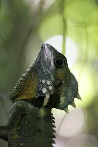 Chameleon animal australia photo