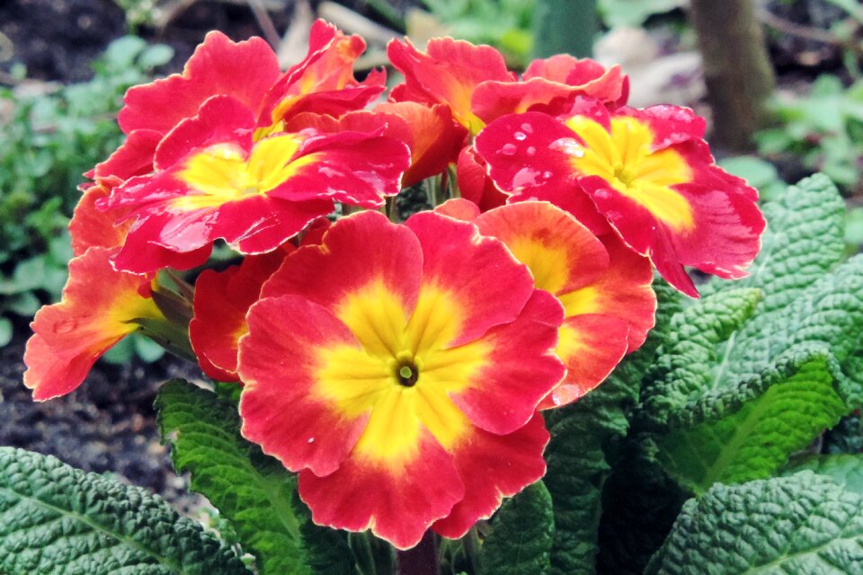 Spring primrose greenhouse garden