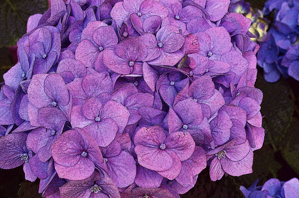 Purple summer wrought