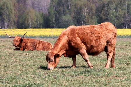 Horns highland beef shaggy