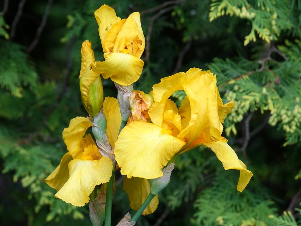 Plant yellow flower flowers