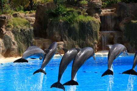 Tenerife loro park fun