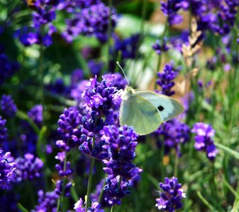 Lavender purple flower summer flower