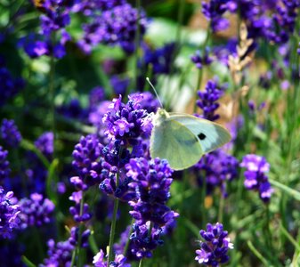 Lavender purple flower summer flower photo