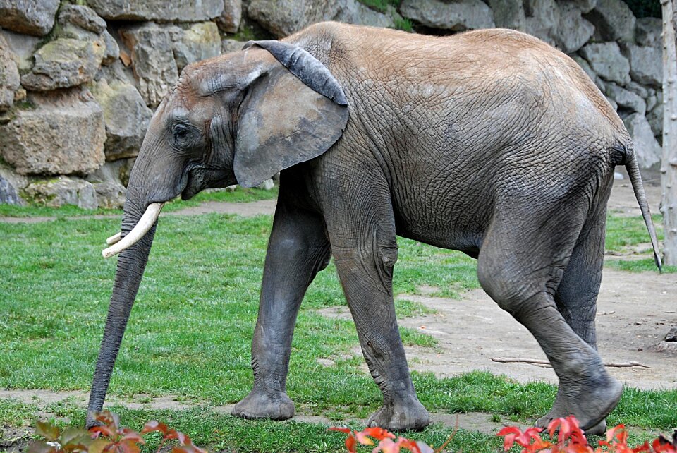 Zoo pachyderm captivity