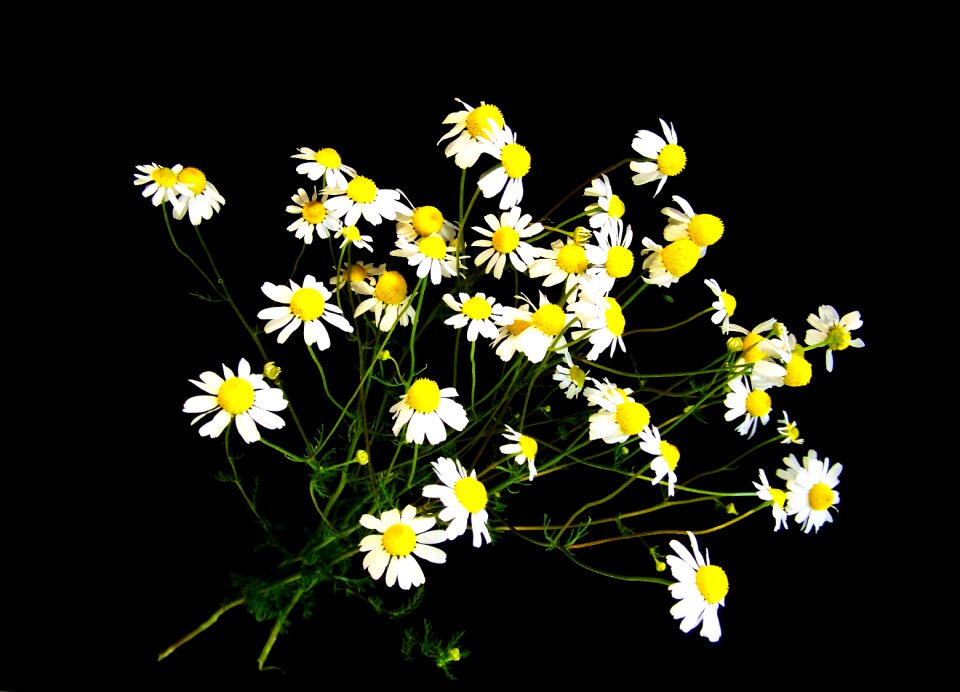 Chamomile summer flower white