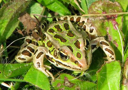 Common grass frog lab frog fishing bait