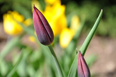 Flower floral blossom photo