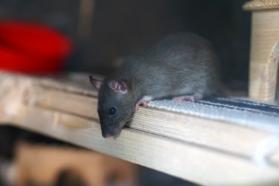 Baby rat rat babies child