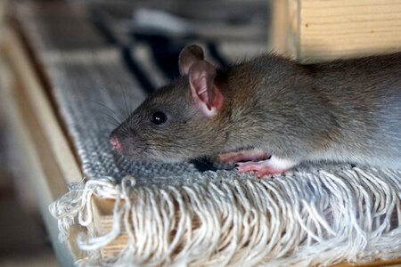 Baby rat rat babies child