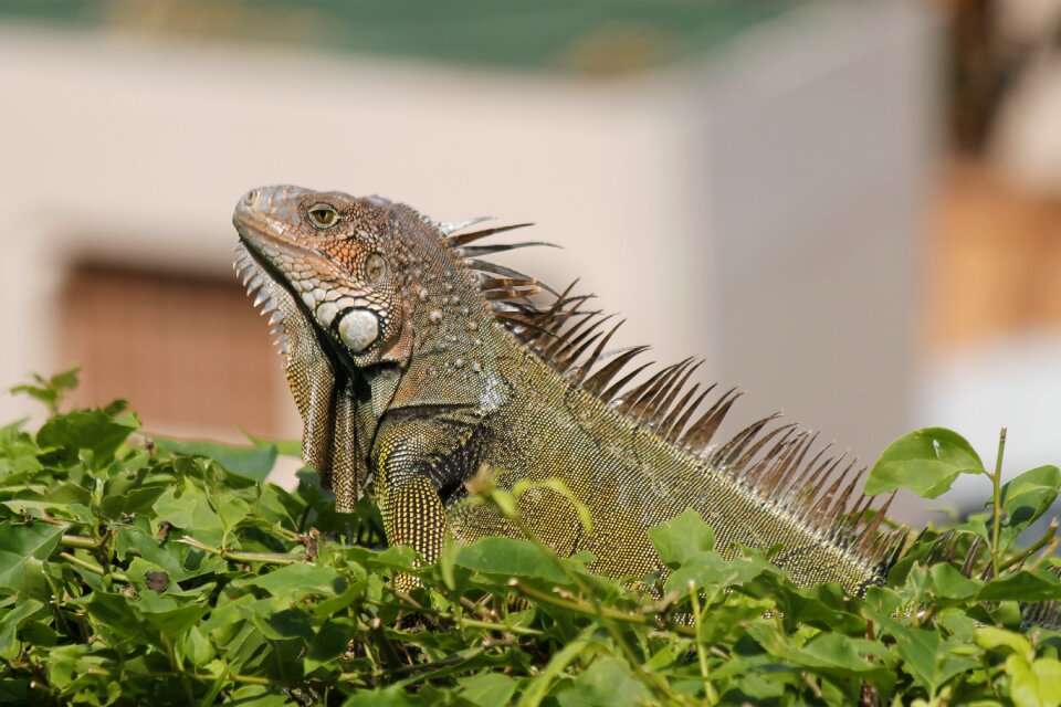 Lizard green animal