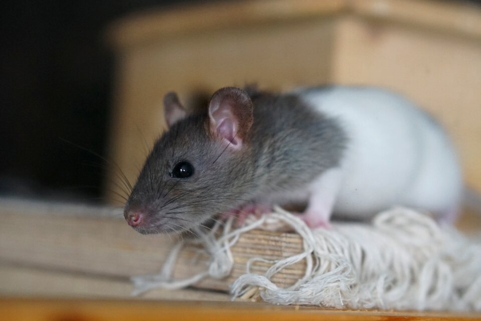 Baby rat rat babies child