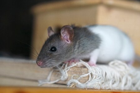 Baby rat rat babies child photo