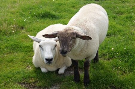 Lamb wool ears