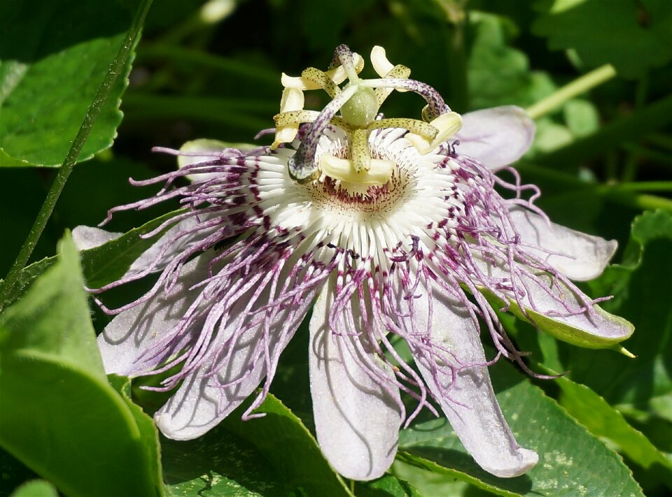 Wild wildflower blossom