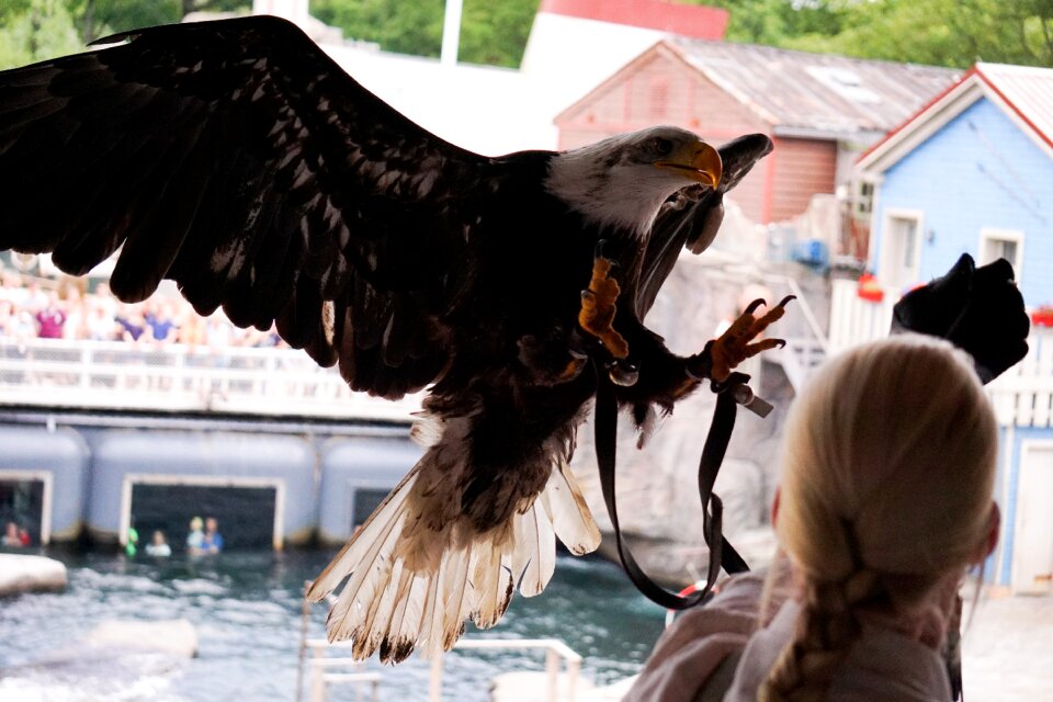 Raptor bird of prey flying