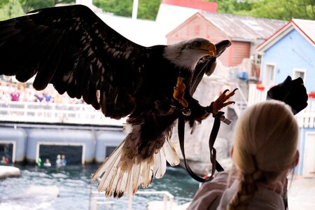 Raptor bird of prey flying photo