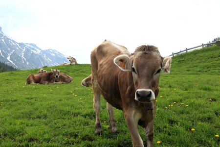 Pastureland cowbell livestock
