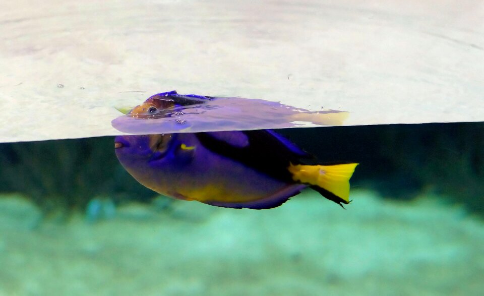 Neon blue toy swim