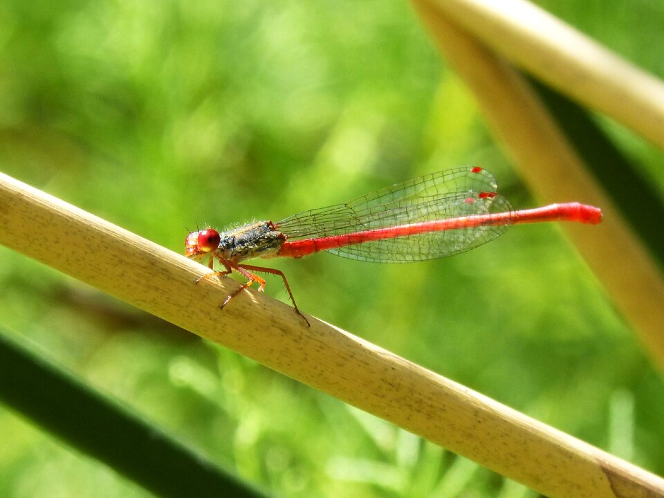 Aquatic environment damselfly oxyagrion terminale