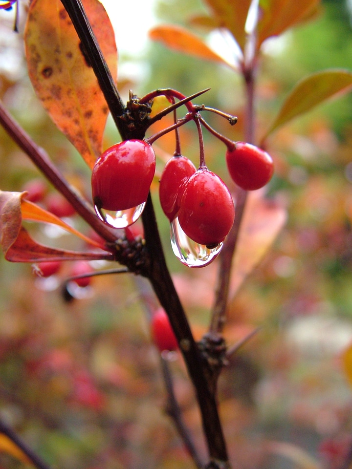 Plant wet rain