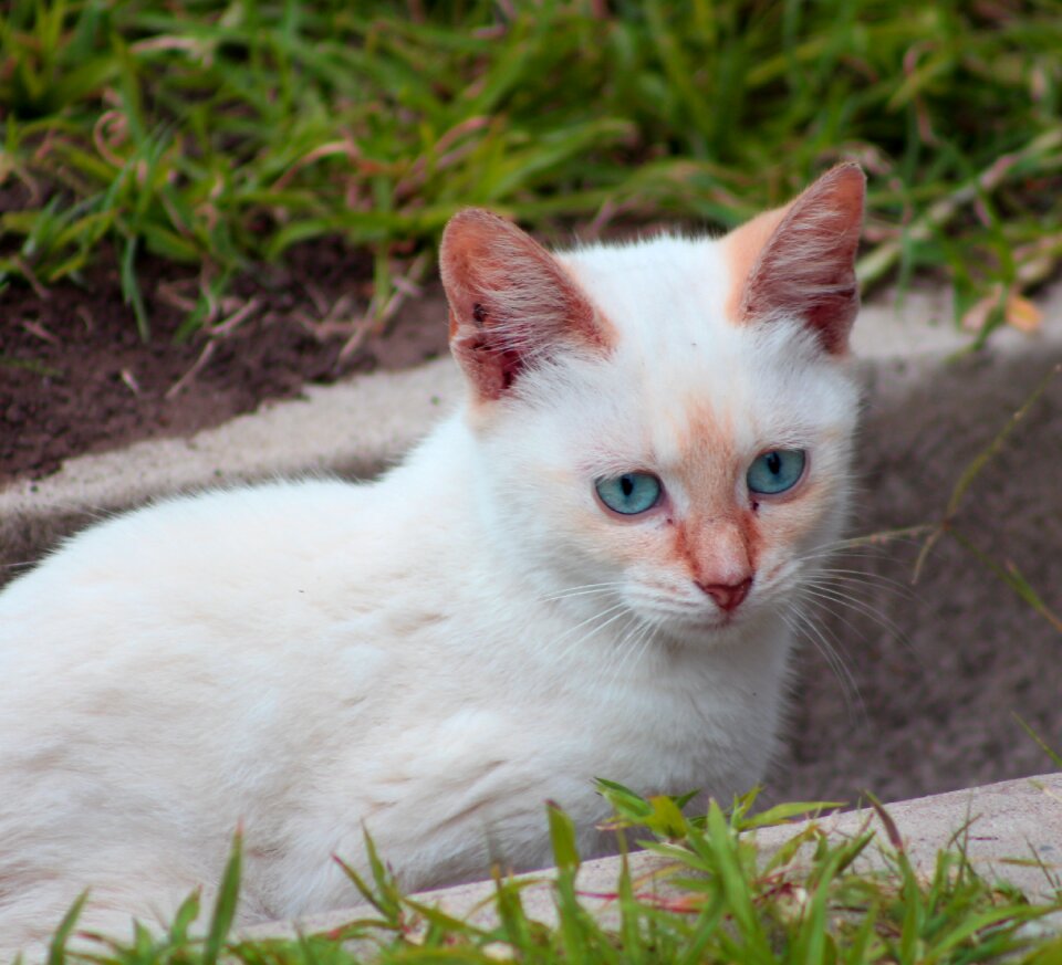 Kitten cute feline