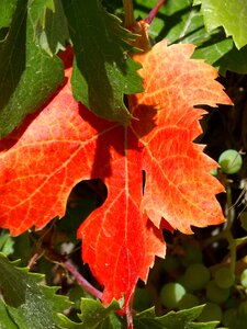 Leaf red leaf viticulture