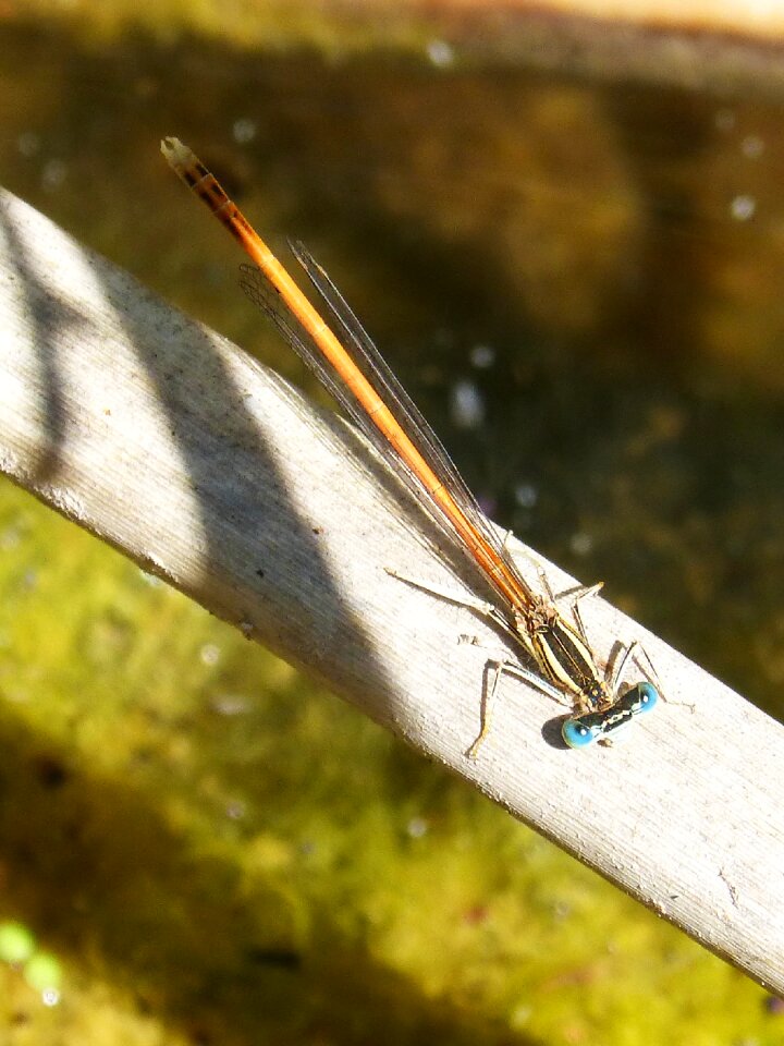 Cane river flying insect