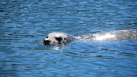 Animals nature water