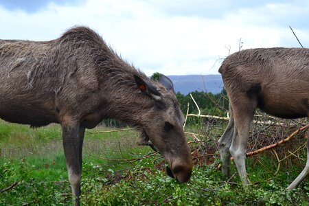 Scotland animal wildlife park