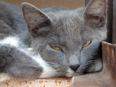 Feline pet outdoors