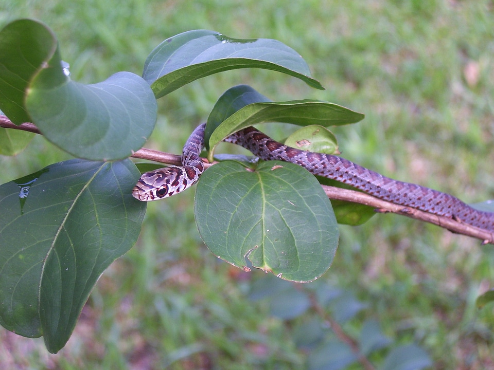 Serpent reptile animal