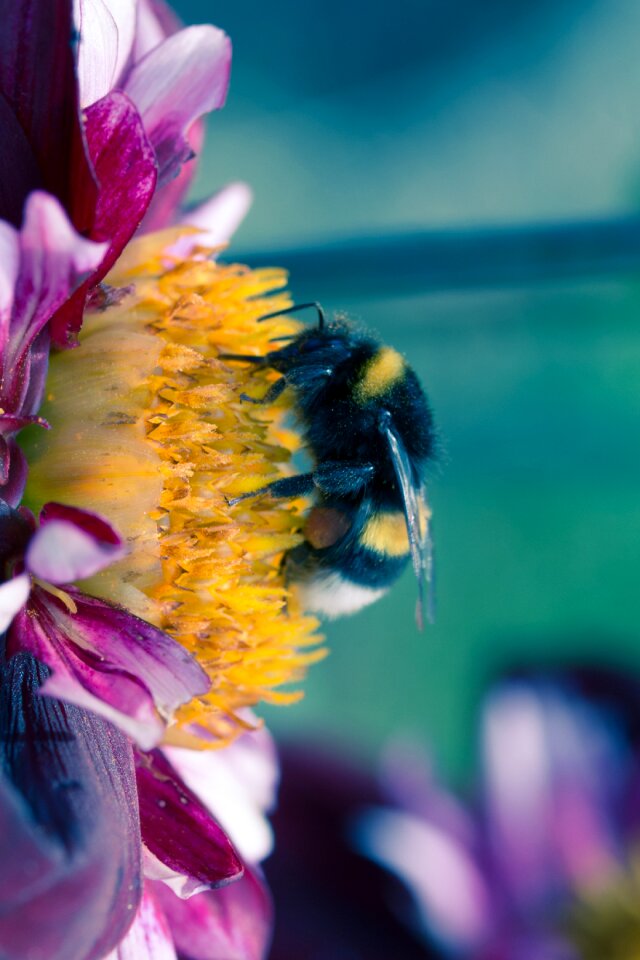 Bloom macro insect