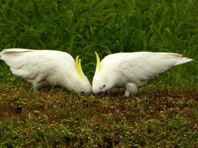 Sulphur crested australia wild photo