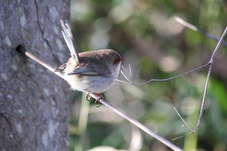 Malurus splendens splendid wren blue wren