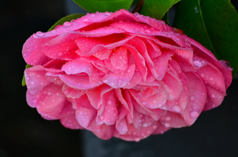 Pink spring blooming