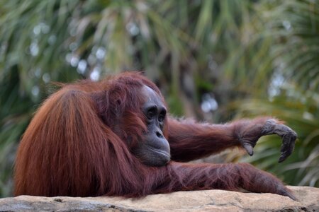 Fauna ape orang-outang photo