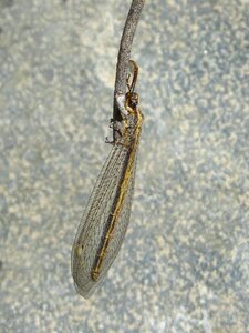 Strange insect transparent wings detail