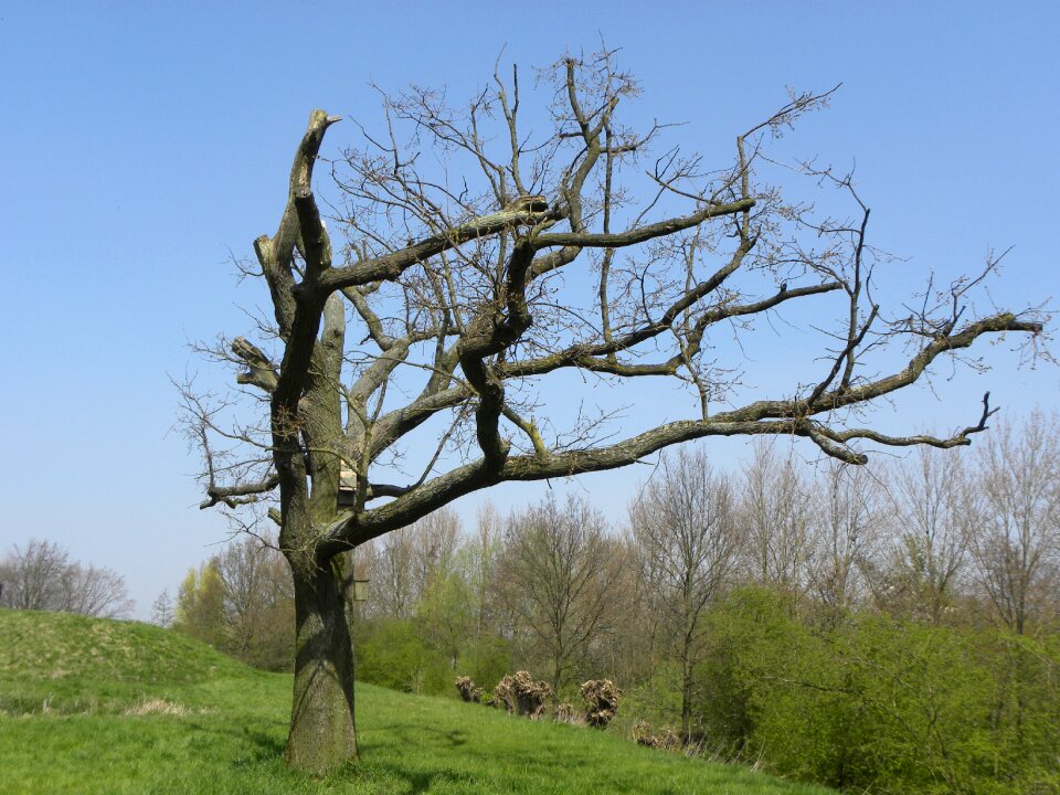 Trees air spring