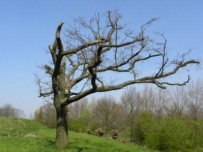 Trees air spring