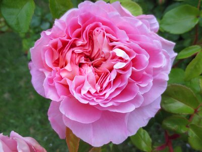 Flower love nature