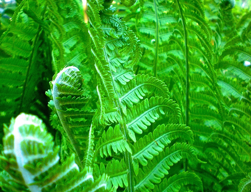 Leaf forest nature