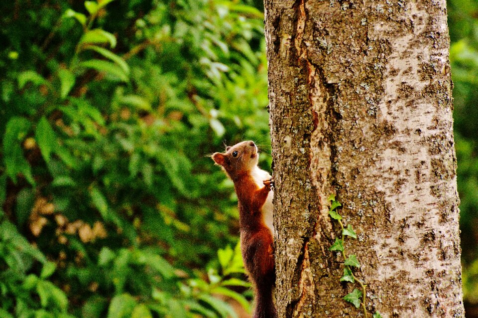 Nature rodent garden
